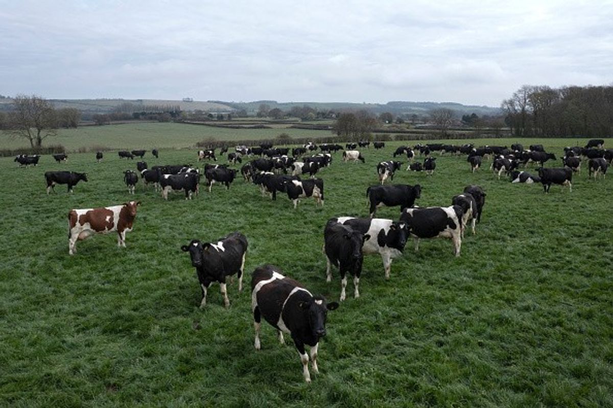 Organic dairy faces uncertain future as food prices soar