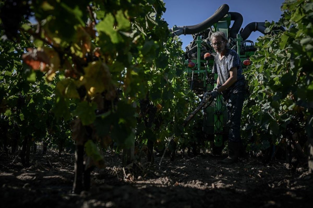 Wine output dips slightly after year of torrid weather