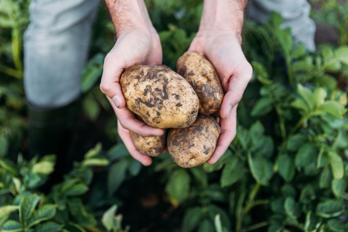 KP Snacks in partnership with potato farmers for sustainable agriculture