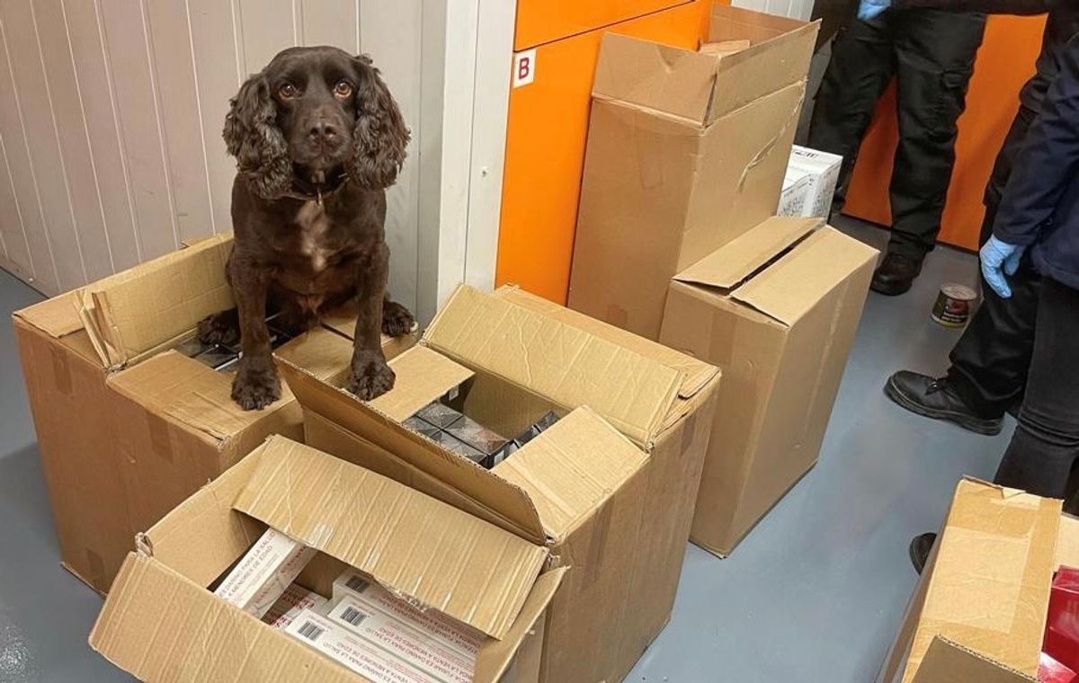 Detection dog sniffs out