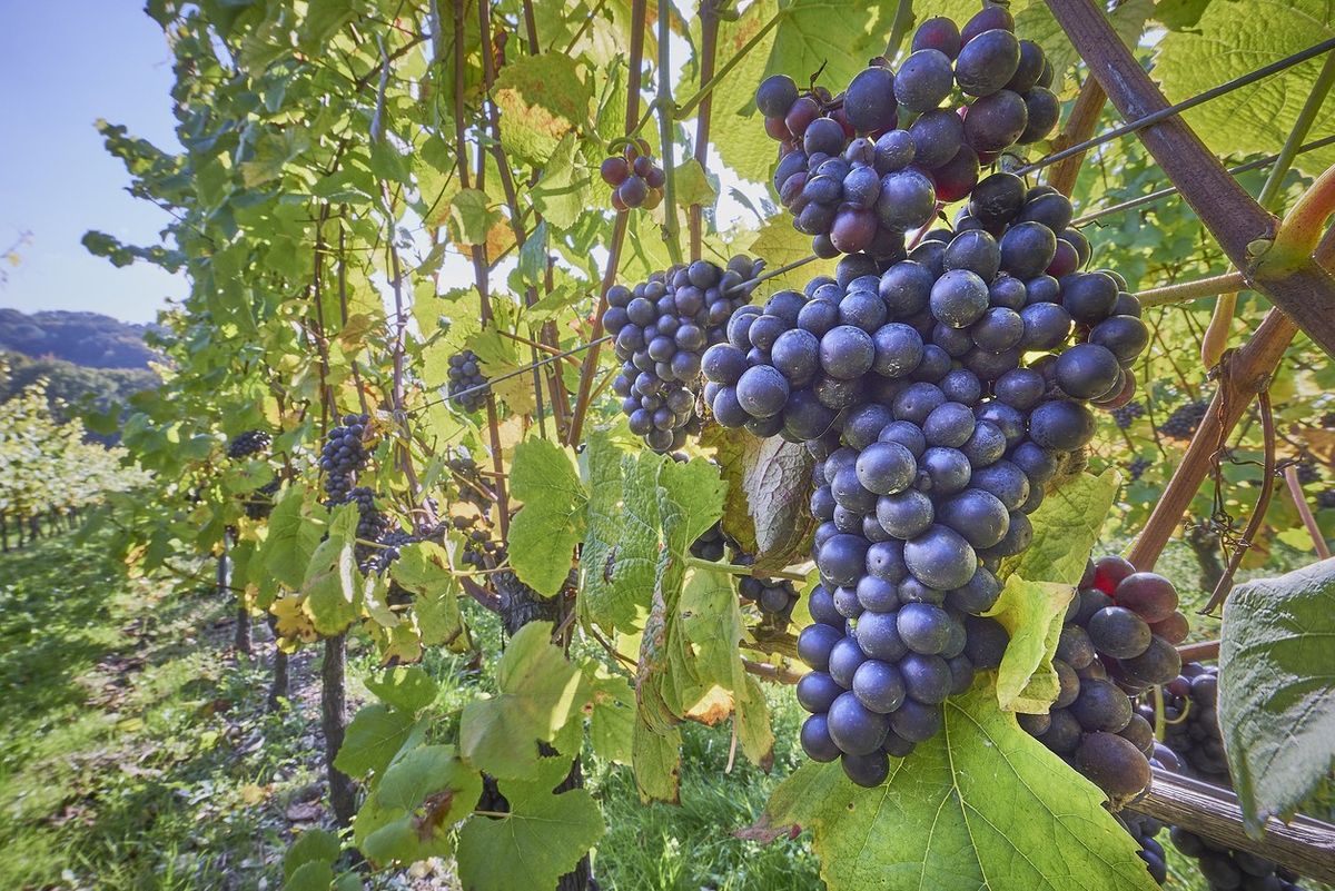 grape vines at harvest time