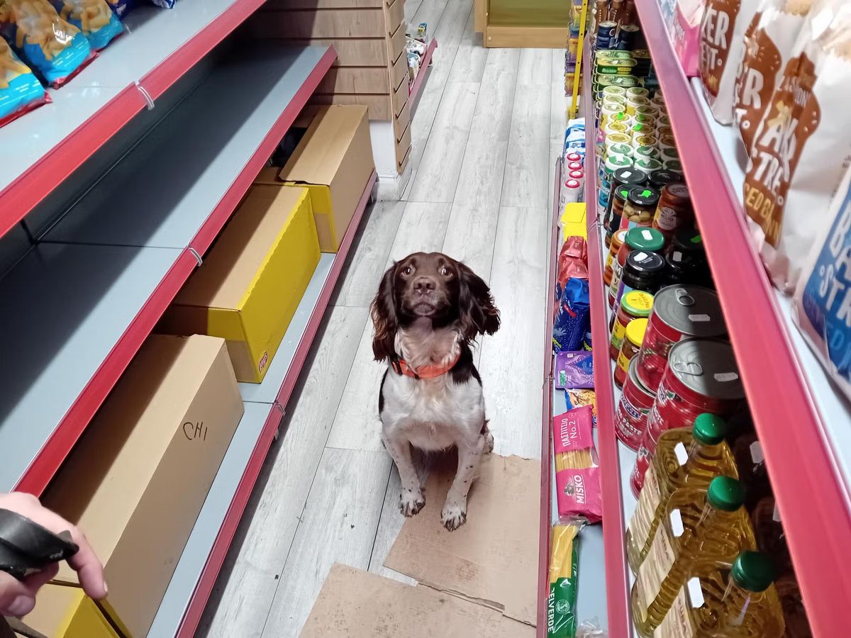 Griff, champion detector dog