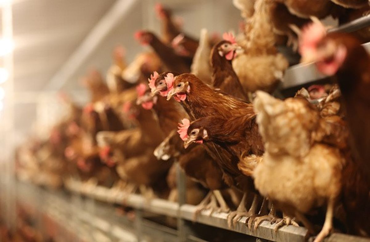 Bird flu outbreak confirmed at East Yorkshire poultry farm