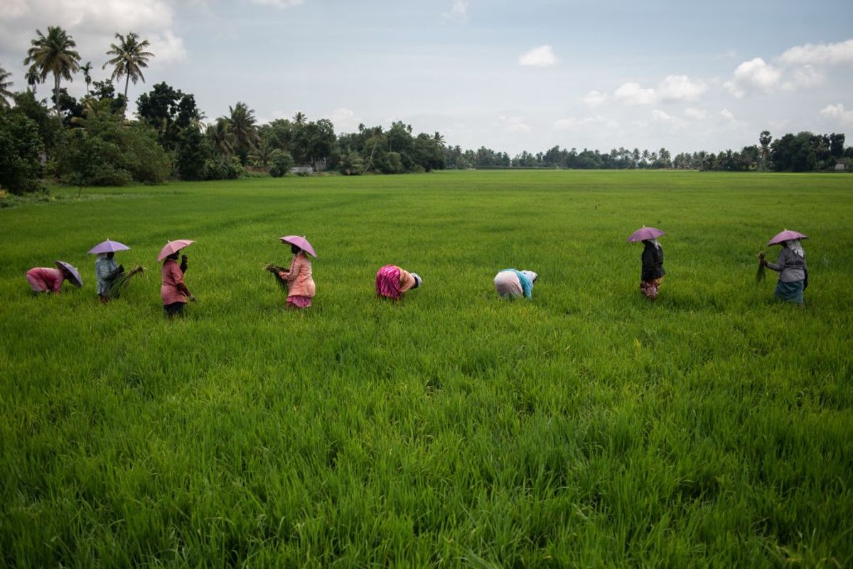 Global rice supplies at risk as harsh weather hits top exporters