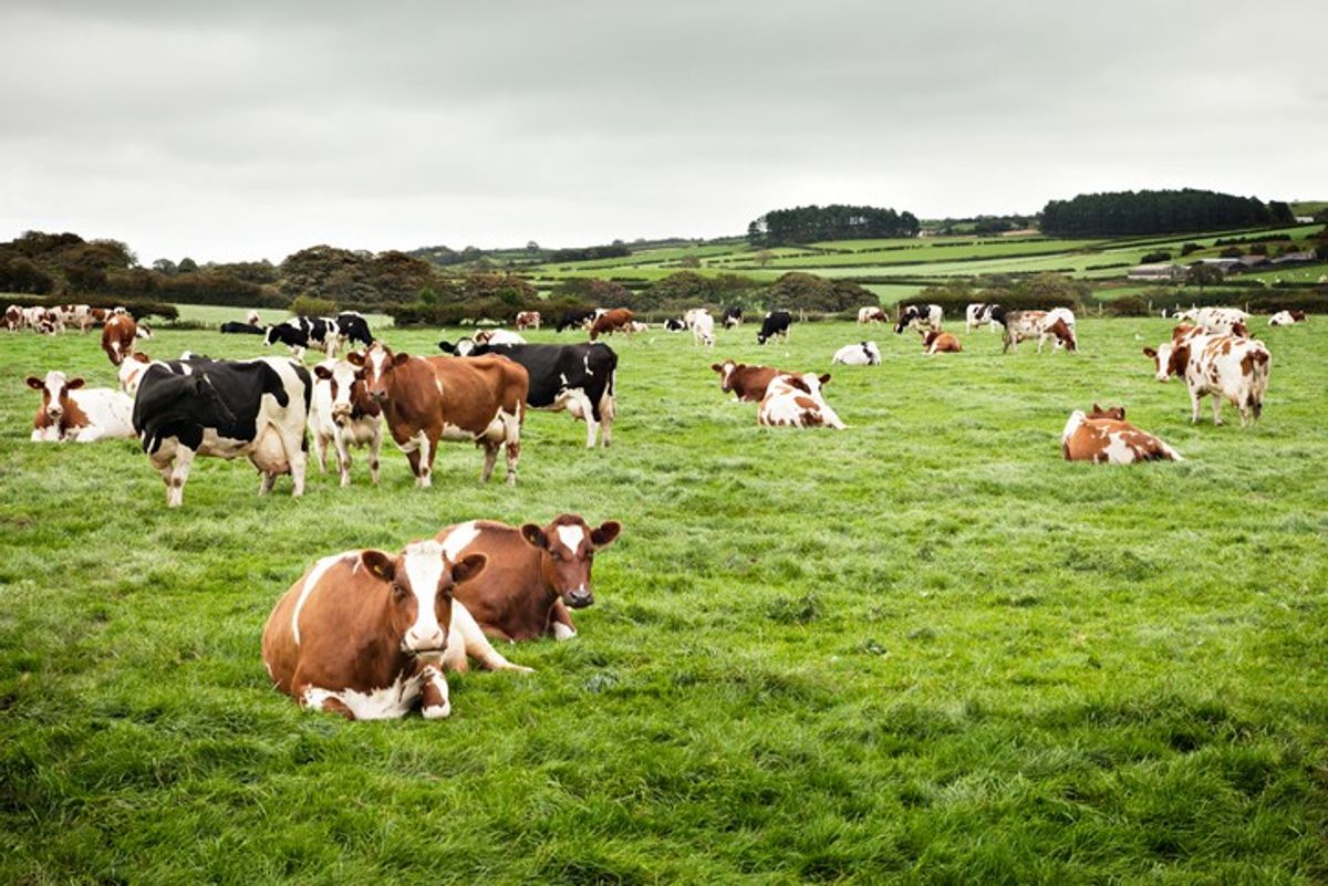 Welsh food and drink industry continues to grow