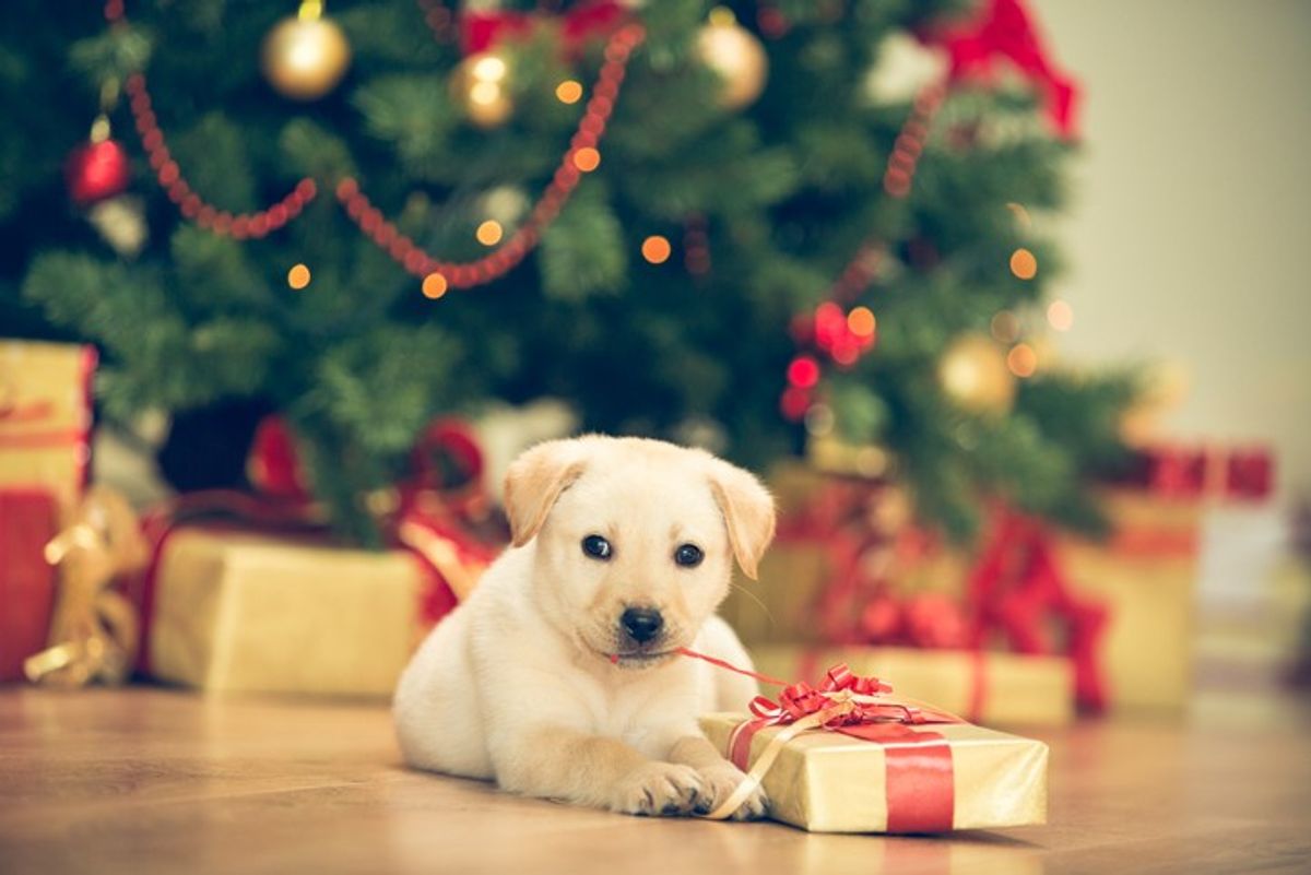 Spike in demand for pet food ahead of Christmas