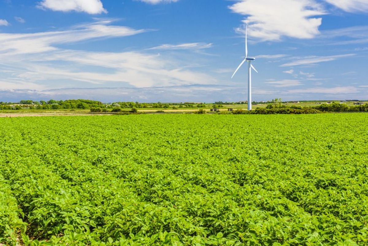 Northern Ireland growers form new body to push local produce