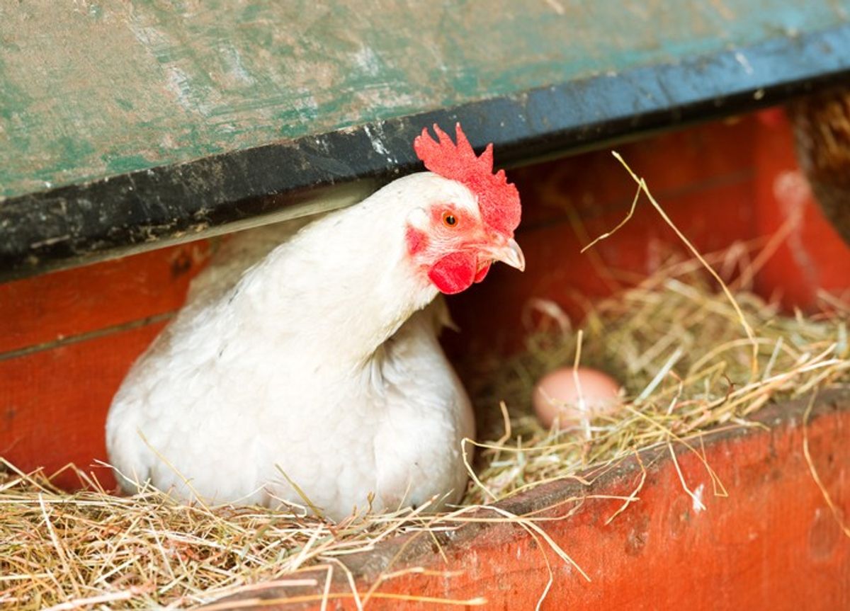 Egg prices may rise as farmers reduce flock to meet escalating cost