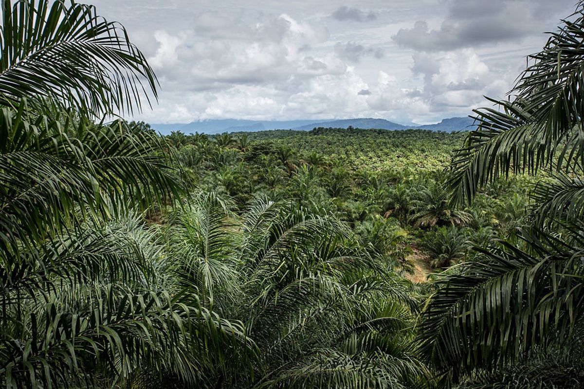 palm oil plantation