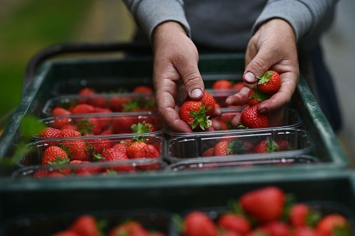 Defra plans to delay Brexit border checks