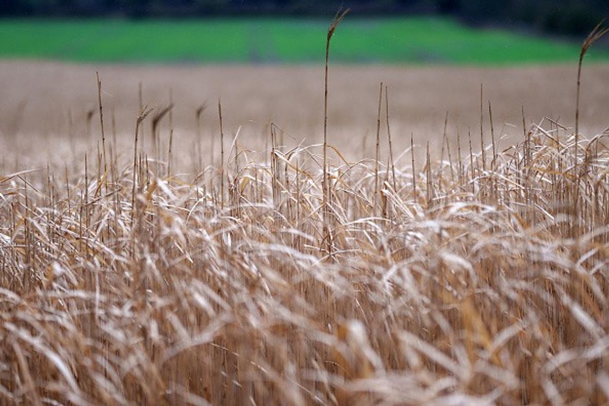 Food prices to rise as heavy rainfall impacts crop