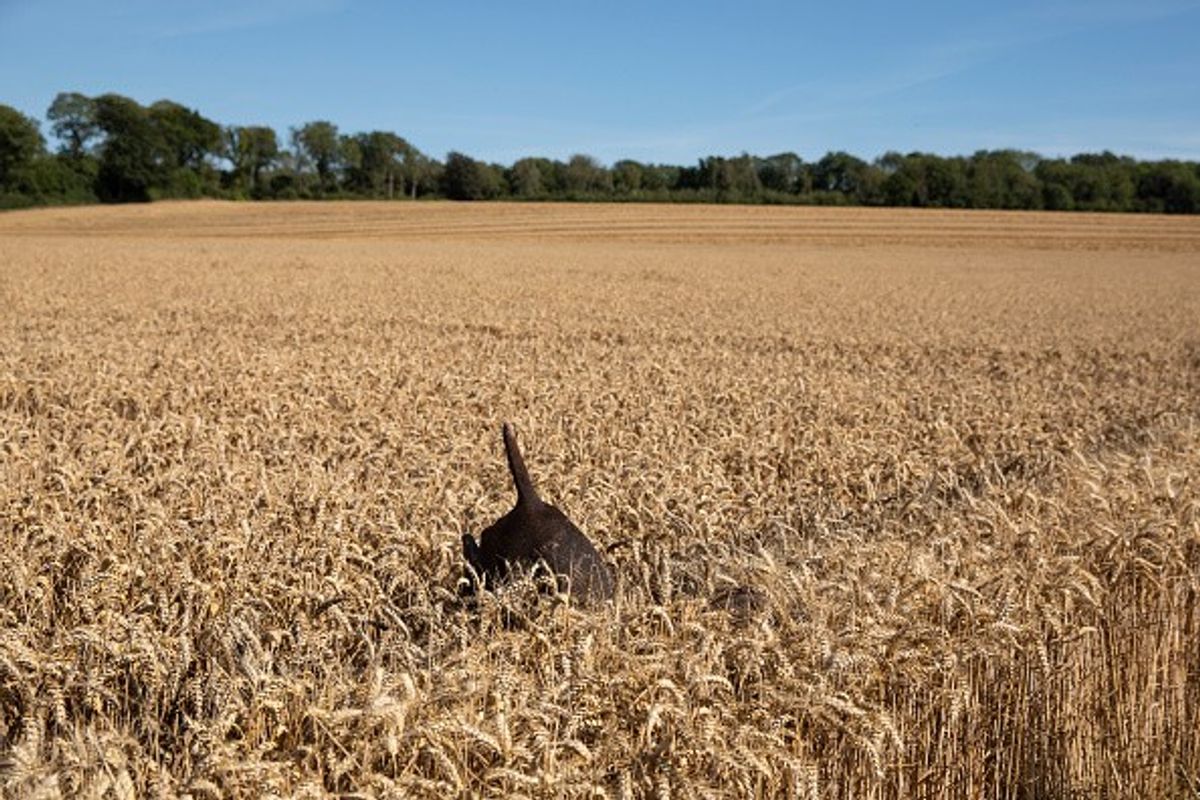 Food prices to rise as 'wettest July' harms harvest