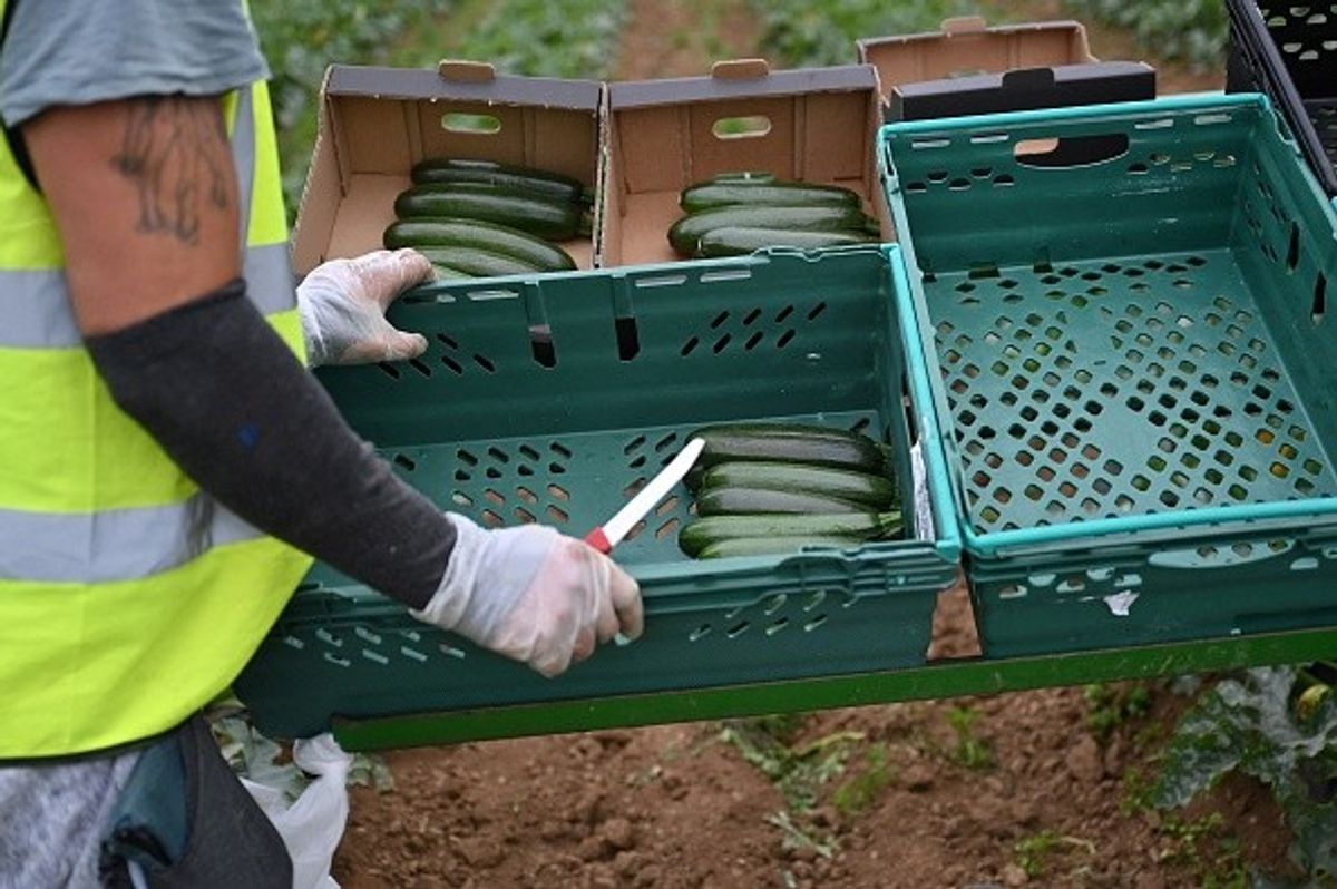 UK vegetable supply under scanner as growers face 'mountain of challenges'