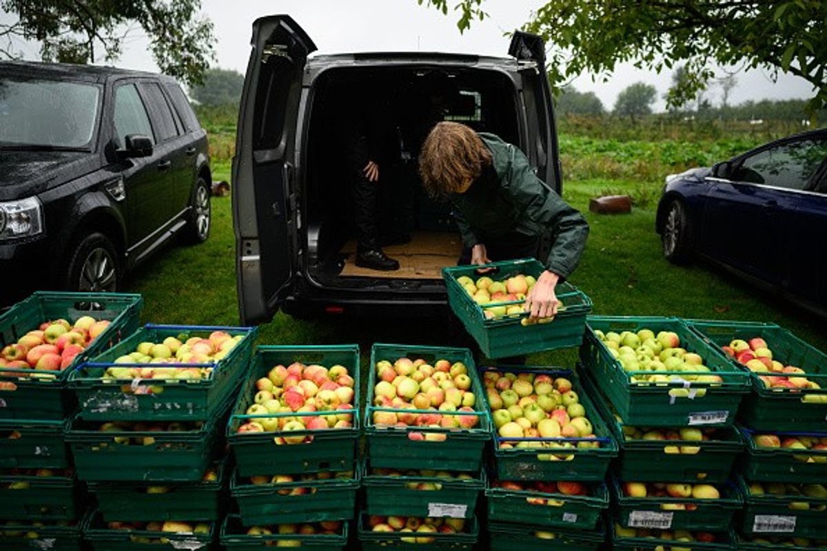 British apple season begins with year-round supply expected