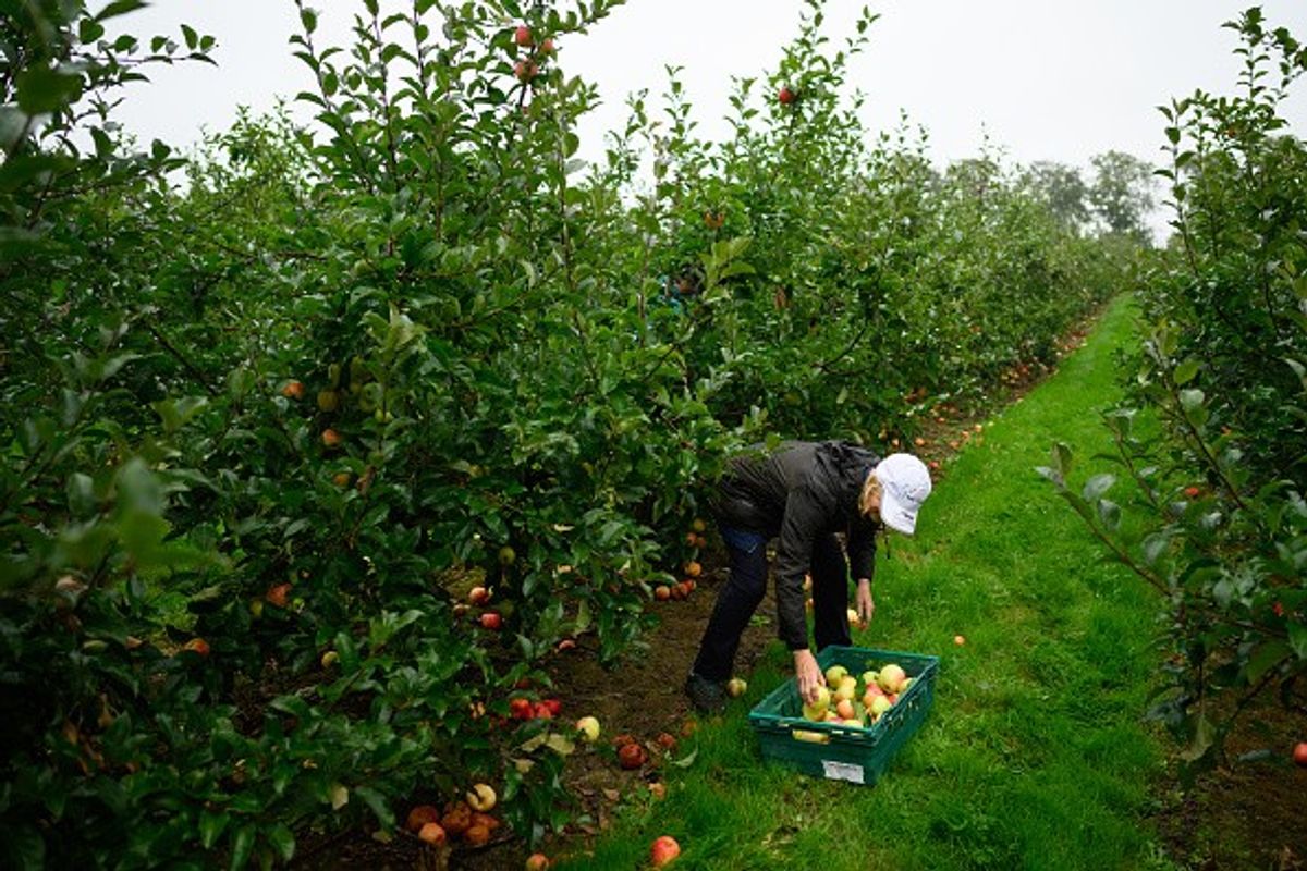 NFU calls for 'urgent clarity' on Seasonal Workers Scheme