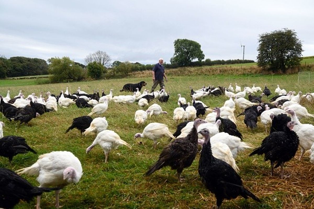 Fear over Christmas turkey availability, price as government widens bird flu rules