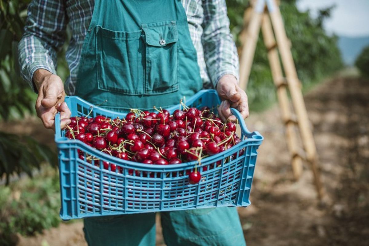 Cherries to arrive earlier this year