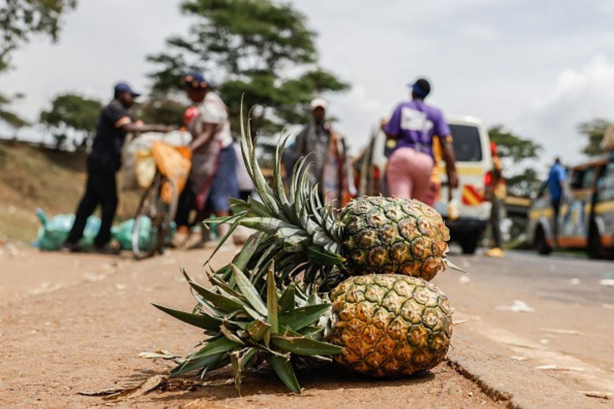 Morrisons, Iceland join others to stop sourcing tinned pineapples from Del Monte farm in Kenya