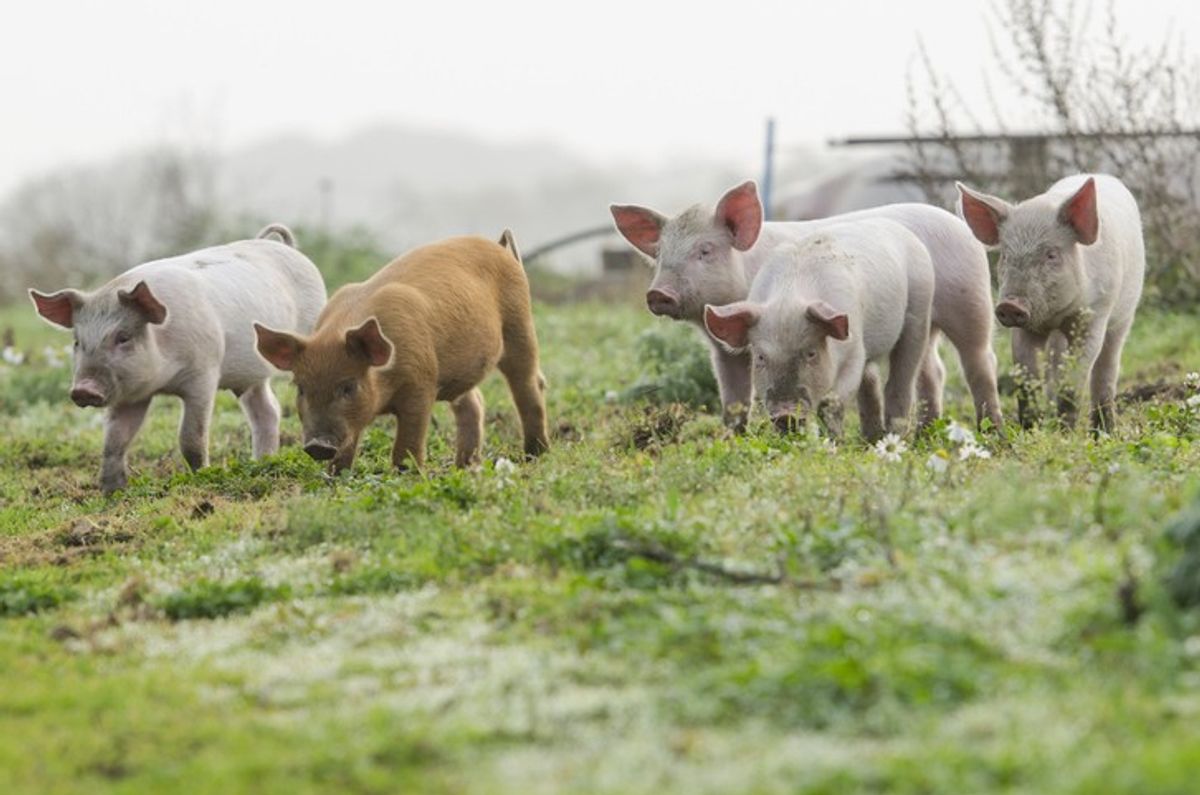 Mass culling of pigs begins amid outrage over Johnson’s ‘bacon sandwich’ comment