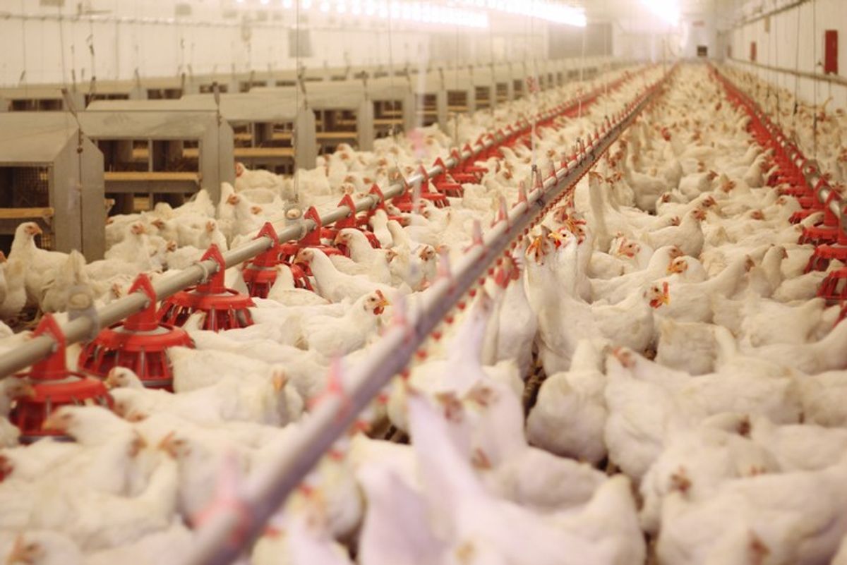 Poultry industry facing labour shortage as 'perfect storm' hit chicken factories