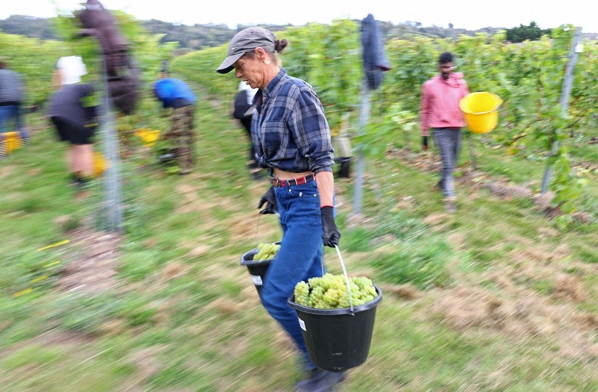 ‘Near perfect year’ for English wine