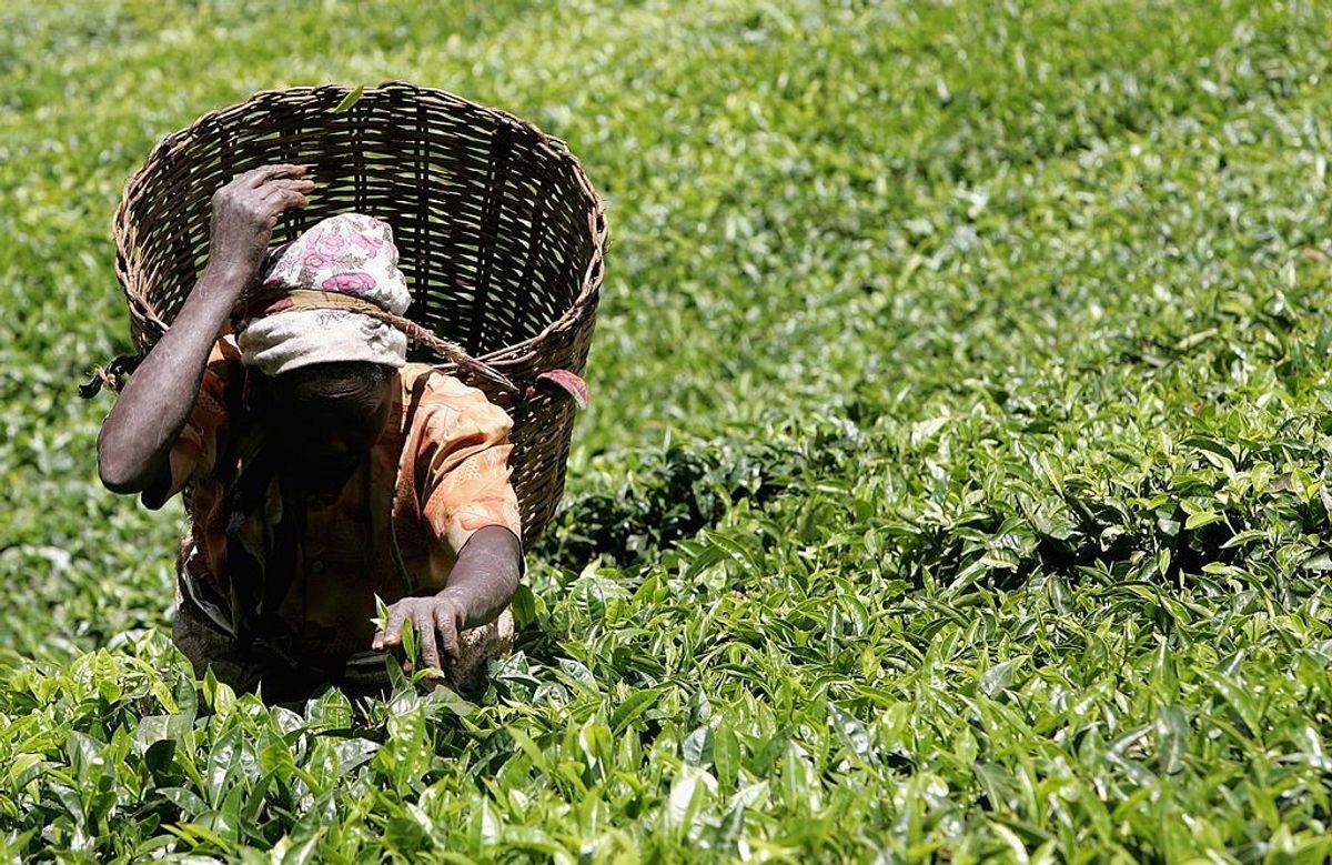 Tea giants Finlays and ekaterra lose sustainability certification after Kenya sex abuse probe