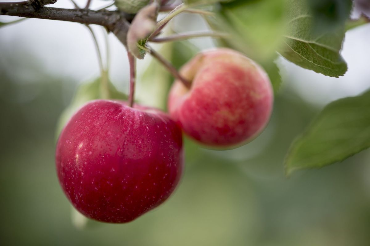 Thatchers donating apple trees to community groups