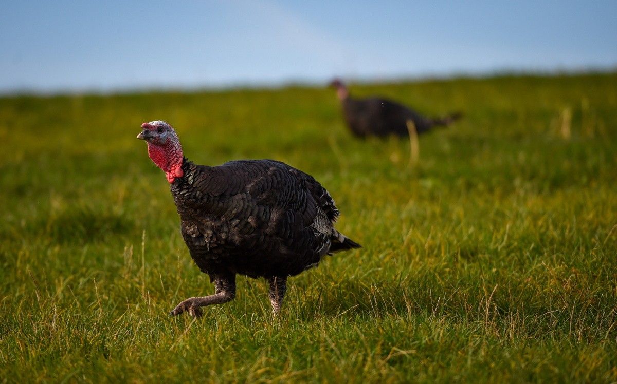 Half of Britain's free-range Christmas turkeys lost to bird flu crisis