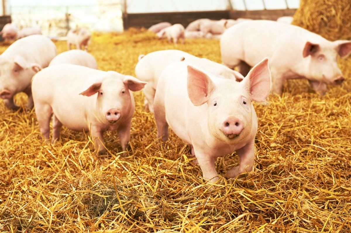 UK pig farming, Mass culling of pigs in UK