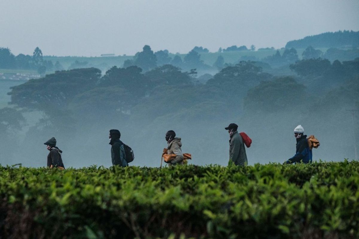 UK tea firms face sex abuse claims in Kenya: report